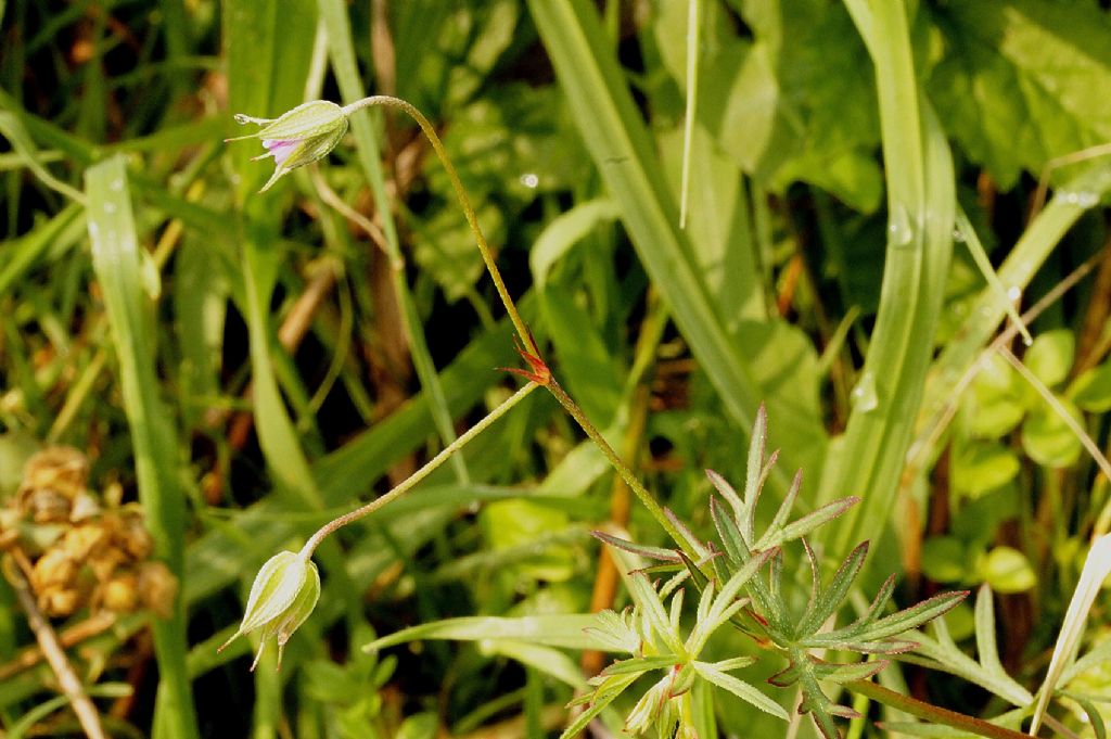 Geranium columbinum / Geranio colombino